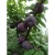 Import Sell Fresh Plum with the Best Price & Premium Quality. from South Africa