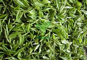 Skin care  Green Tea Extract Powder Polyphenols 98% EGCG 45% 95% 98% Green Tea Extract