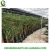 Import small plant in plastic pots PHYLLOSTACHYS PUBESCENS EDULIS MOSO BAMBOO from China