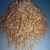 Soft Wheat Grain (Sortex & Machine Clean)
