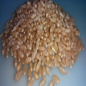 Soft Wheat Grain (Sortex & Machine Clean)
