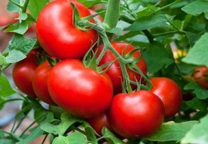 Tomato Plant Seeds, Seedlings, Bulbs, Vegetable Seeds for Agriculture