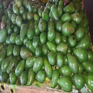 Top Grade  Fresh Avocados, Hass Avocados Thailand Origin