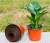 Import Various plastic PP nursery double color flower pot Plastic plant pots for plants planter garden from China