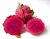 Import VIETNAMESE FRESH DRAGON FRUIT ON HIGH SEASON WITH THE BEST PRICES from Vietnam
