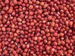 White/Yellow/ Green/Red Sorghum