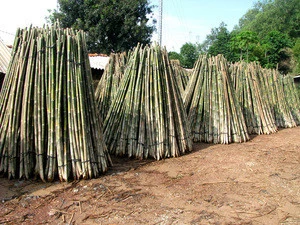 [wholesale] Bamboo raw materials - Natural Tam Vong bamboo pole solid / Cane - Dry bamboo Decor, Builders