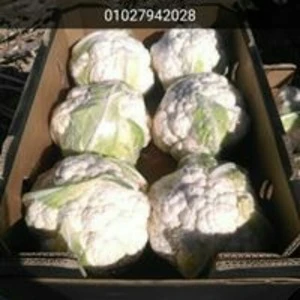 wholesale bulk fresh broccoli (cruciferous vegetables)