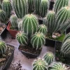 Wholesale cactus multi heads cactus indoor succulent nursery cactus plant decoration woody plant