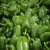 Import Wholesale Capsicum / Fresh Capsicum Vegetable / Fresh Bell Pepper USA from China