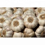 Wholesale Fresh Garlic / Fresh White Garlic / Fresh Garlic Price