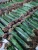 Import Wholesale gymnocalycium cactus plants live succulents indoor small plant pot Thailand  nursery cactus plant online cacti from China