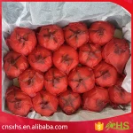 Wholesale natural farm fresh tomato