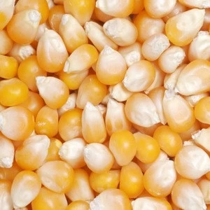 Yellow Corn, Maize for Animal Feed, Yellow Popcorn for Sale