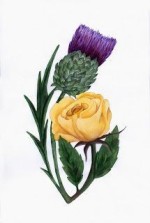 Thistle Rose