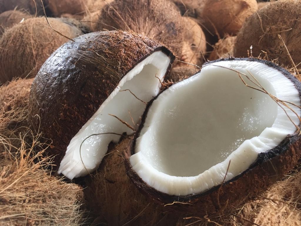 Coconutid